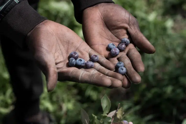 Eine Person hält im Freien frisch gepflückte Blaubeeren in den Händen.