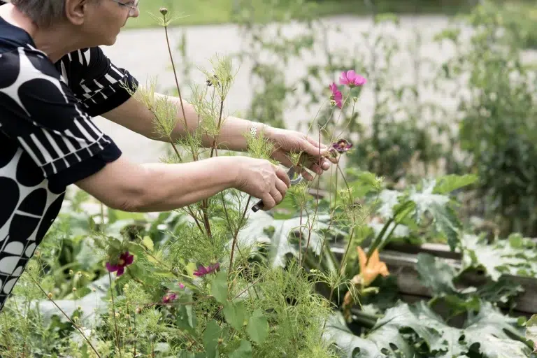 Person schneidet rosa Blumen in einem Garten mit grünen Pflanzen im Hintergrund.