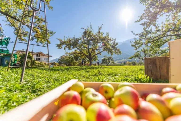 Ein Korb mit Äpfeln auf einer Wiese im Obstgarten des Biohotels Südtirol unter einem sonnigen Himmel.