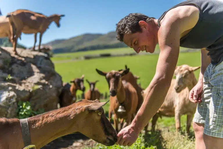 Mann in kurzen Hosen füttert braune Ziegen an einem sonnigen Tag im Freien mit grünen Hügeln im Hintergrund.