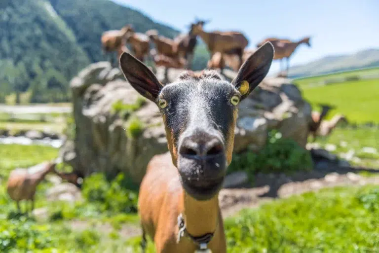 Eine neugierige Ziege schaut in die Kamera, zusammen mit anderen auf einem felsigen Hügel bei Karl Thöni Mals.