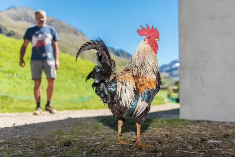 Ein bunter Hahn steht auf einem Weg mit Karl Thöni Mals und grünen Hügeln im Hintergrund.