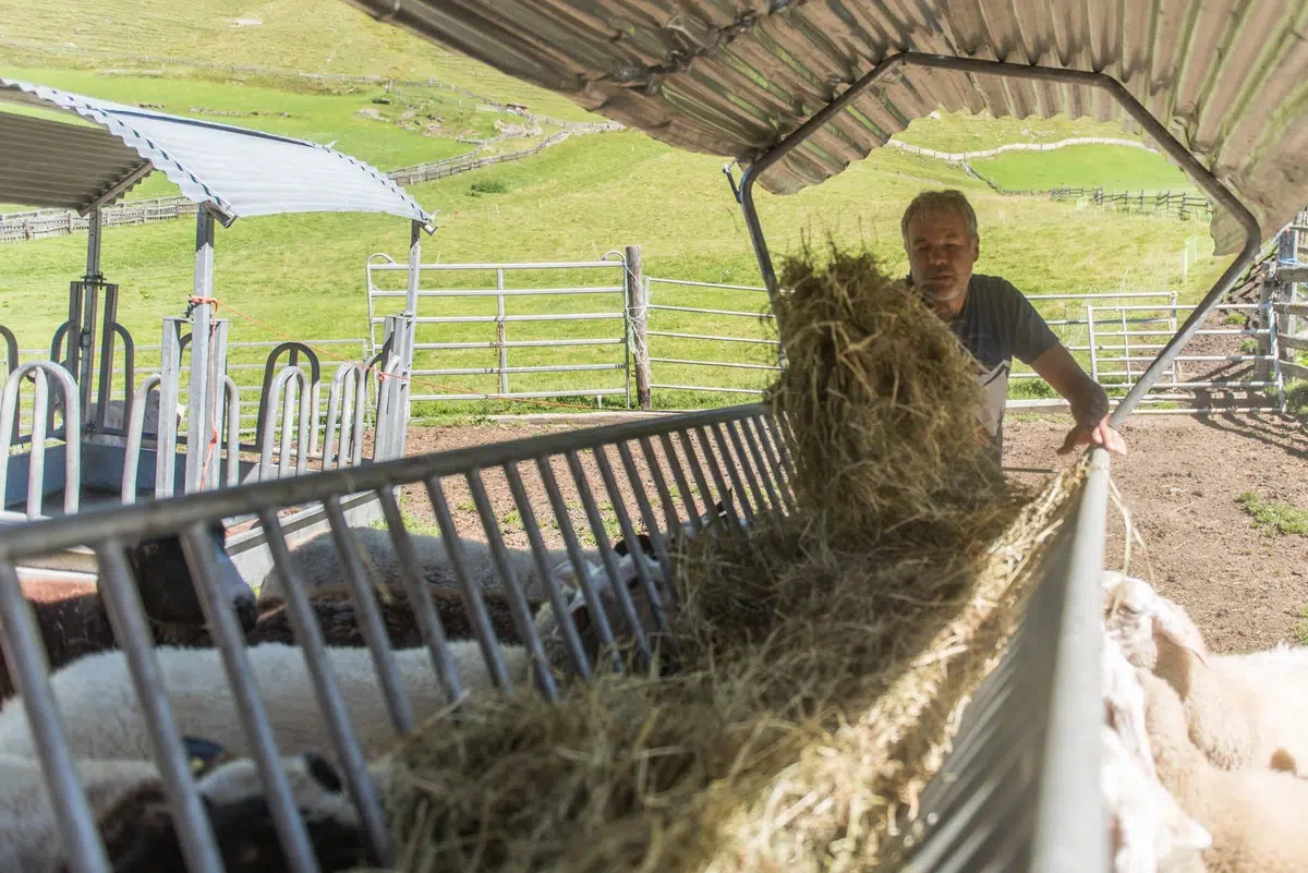 Karl Thöni Mals bei der Heufütterung der Schafe in einem Metallstall auf einem sonnigen Bauernhof.