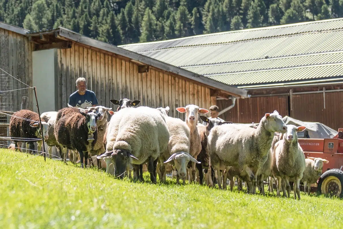 Eine Person hütet Schafe auf grünem Gras in der Nähe der rustikalen Holzscheune von Karl Thöni Mals.