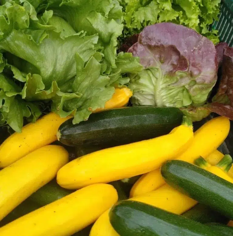 Gelbe Kürbisse, grüne Zucchini und Blattsalate werden von Daniel Primisser in einem farbenfrohen Arrangement präsentiert.