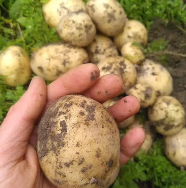 Eine Hand hält eine frisch gegrabene Kartoffel; die Ernte von Daniel Primisser liegt verstreut auf der Erde dahinter.
