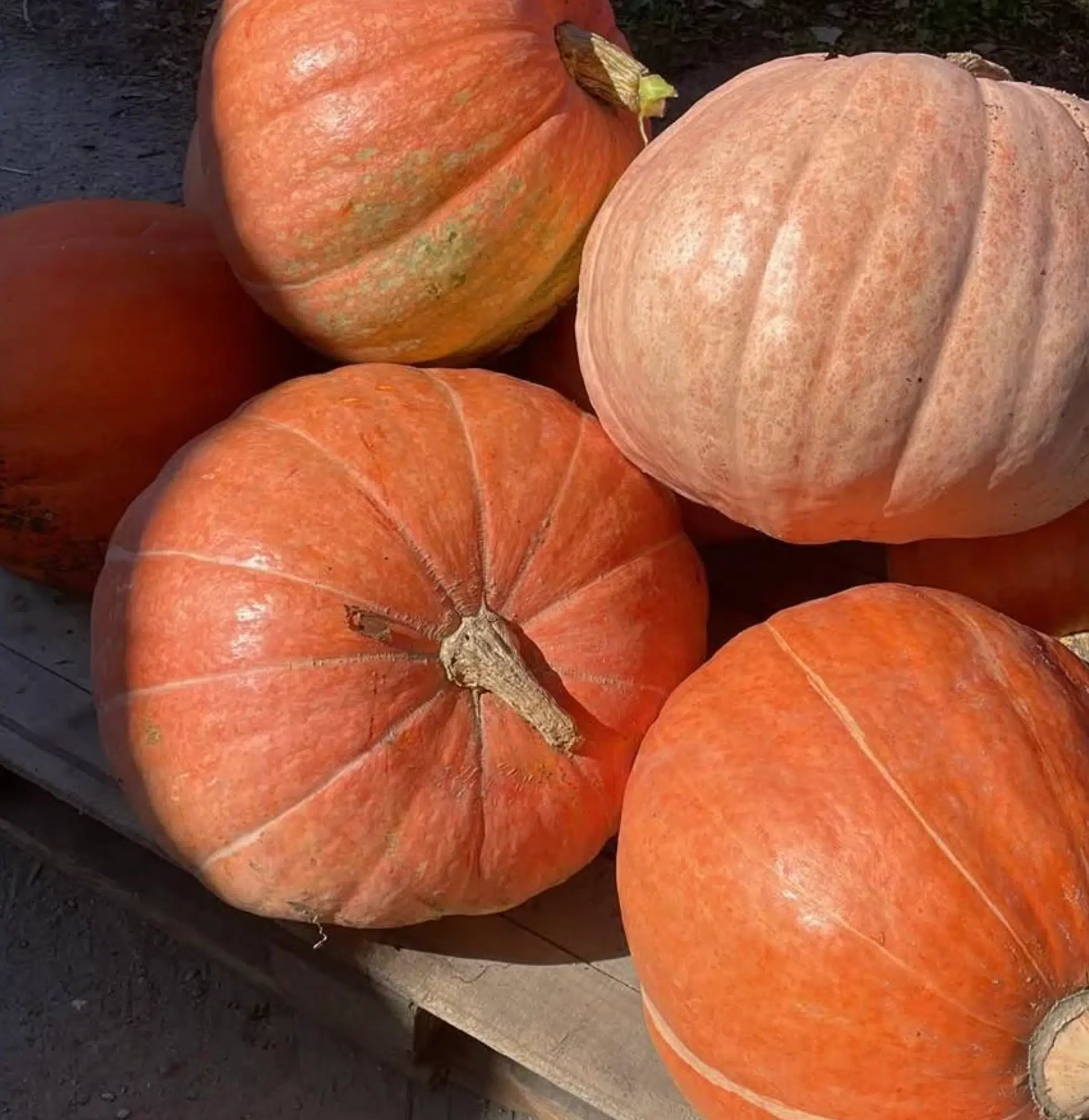 Mehrere große, orangefarbene Kürbisse von Daniel Primisser gruppieren sich auf einer Holzfläche im Sonnenlicht.