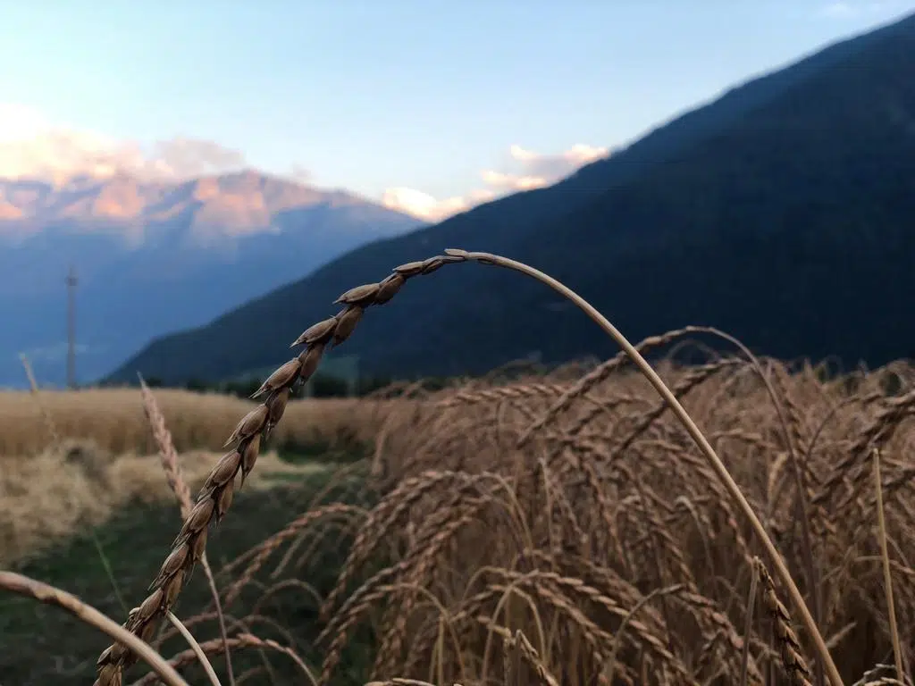 Nahaufnahme von reifen Weizenstängeln auf einem Feld mit Bergen im Hintergrund bei Sonnenuntergang.
